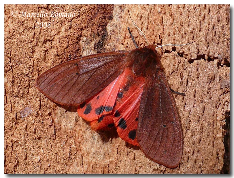 Phragmatobia fuliginosa (Arctiidae): schiusura precoce